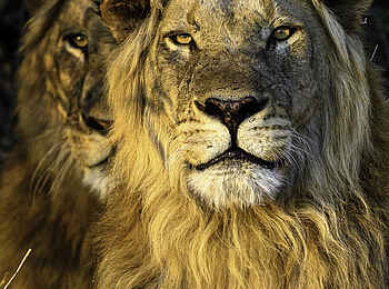 Little Ruckomechi Camp: Zwei männliche Löwen