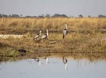 Luiana Plains Expedition Camp: Vögel am Wasser