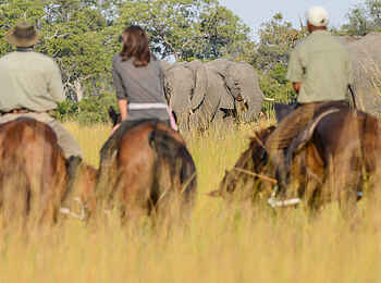 Macatoo Camp: Auge in Auge mit Elefant