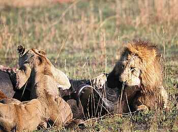 Mukambi Safari Lodge: Löwen überwältigen einen Büffel Mukambi Safari Lodge: Löwen überwältigen einen Büffel