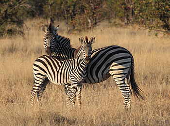 Nehimba Lodge: Zebras Nehimba Lodge: Zebras