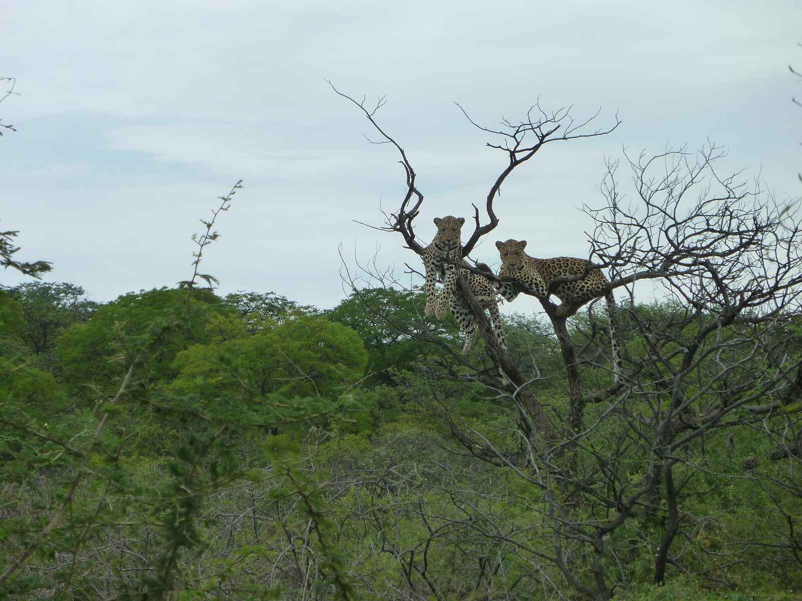 Okutala Lodge: Leoparden auf Baum Okutala Lodge: Leoparden auf Baum