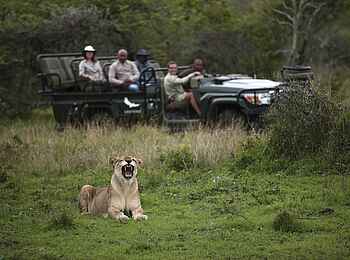 Phinda Mountain Lodge: Löwin am Safarifahrzeug Phinda Mountain Lodge: Löwin am Safarifahrzeug