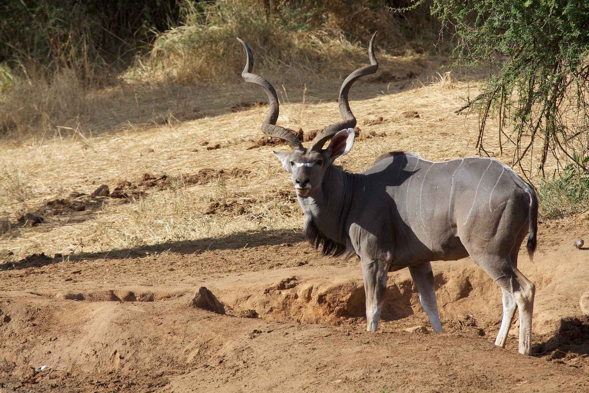 Sarara Camp: Wildtiere in der Umgebung