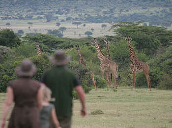 Saruni Wild: Giraffen satt Saruni Wild: Giraffen satt