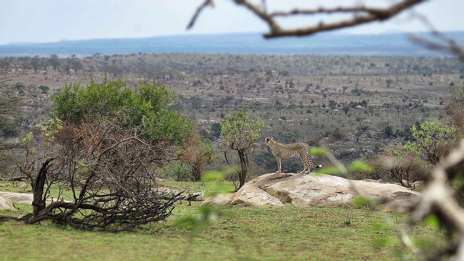 Serian Serengeti North: Gepard Serian Serengeti North: Gepard