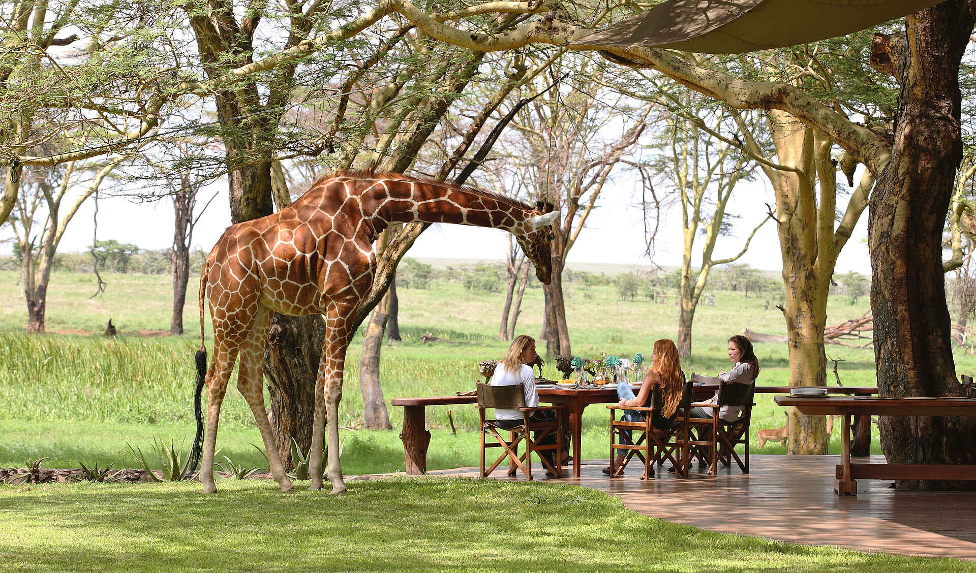 Kenia, lewa wildlife conservancy, sirikoi, giraffe, hauptlodge, nditu, veranda, afrikarma, afrikarma safaris, afrikarma safaris - wildnis. hautnah., afrikarma.de, kenya