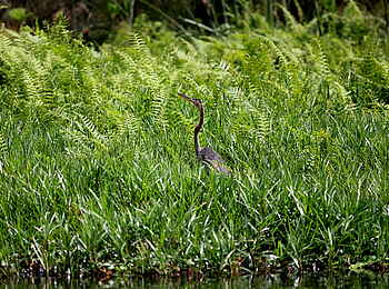 2 Friends Beach Hotel: Goliath Heron
