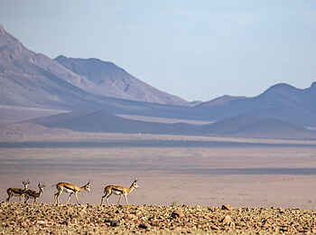 Kwessi Dunes Lodge: Springböcke