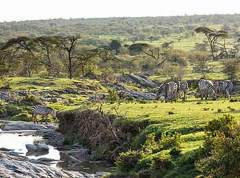 Mara Nyika Camp: Zebras am Pants Stream