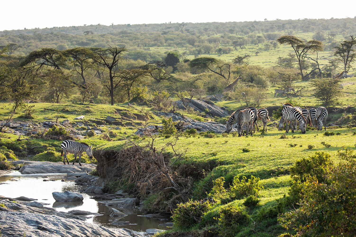 Mara Nyika Camp: Zebras am Pants Stream
