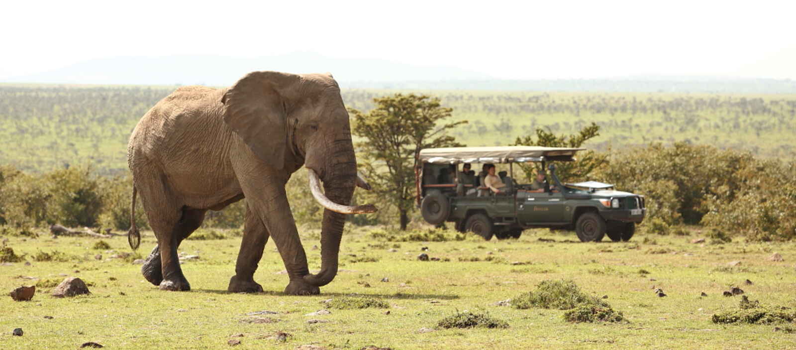 Naboisho Camp: Pirschfahrt Naboisho Camp: Pirschfahrt