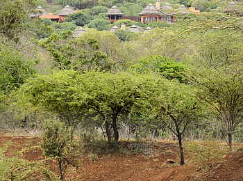 Thanda Safari Lodge: Eine trinkende Löwin vor dem Camp Thanda Safari Lodge: Eine trinkende Löwin vor dem Camp