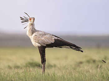 Wilderness Mara Camp: Sekretärvogel