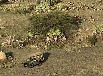 Chem Chem Lodge: Auf Pirschfahrt Chem Chem Lodge: Auf Pirschfahrt