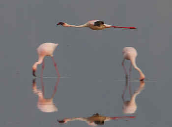 Chem Chem Lodge: Pinke Flamingos Chem Chem Lodge: Pinke Flamingos