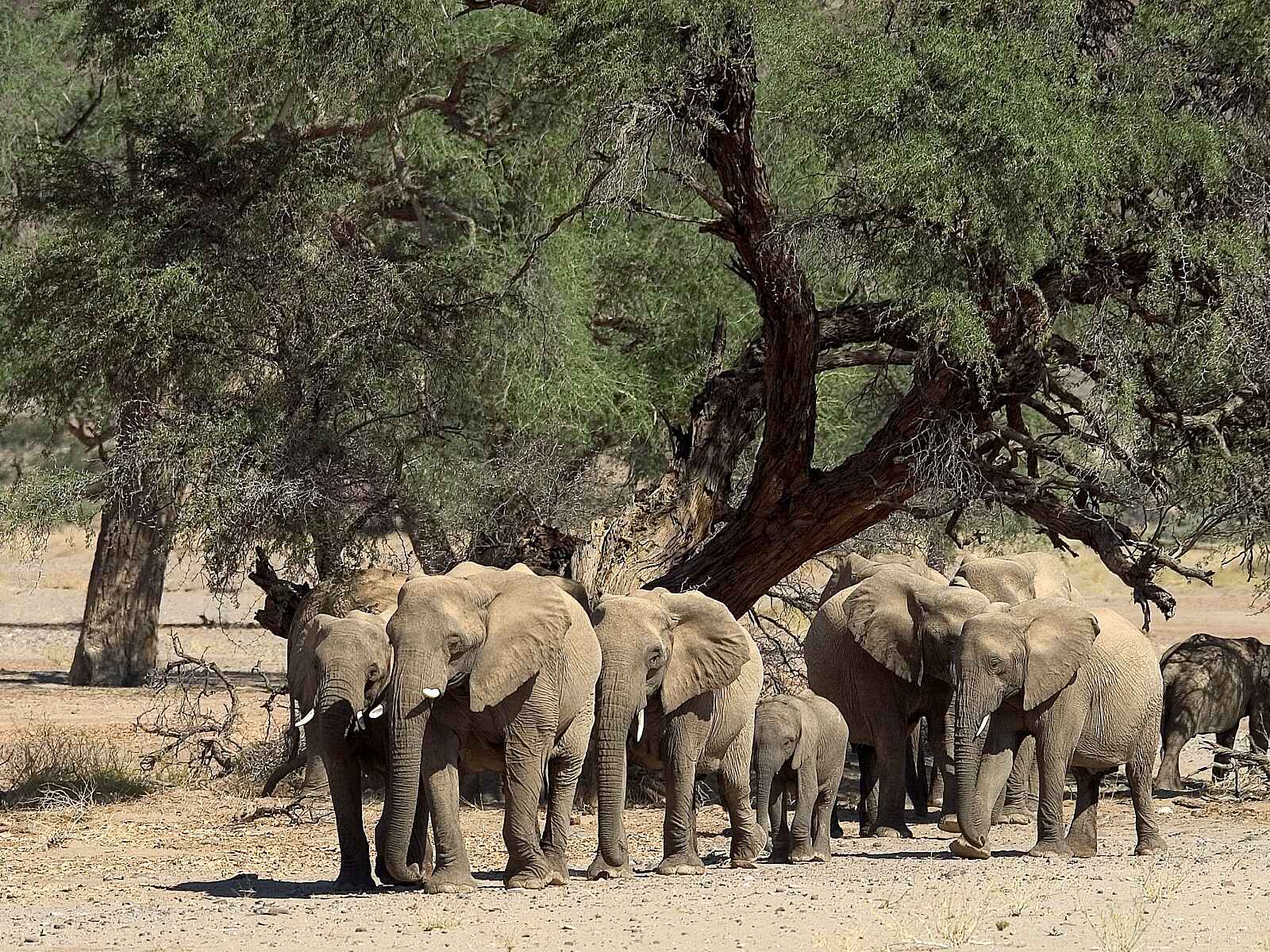 Damaraland Camp: Elefantenherde Damaraland Camp: Elefantenherde