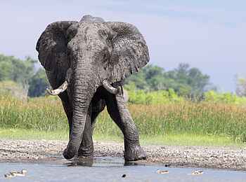 Daunara Safari Camp: Elefantenbulle