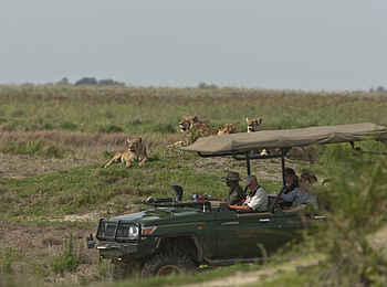 Duba Plains Camp: Rastendes Rudel