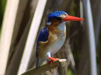 Edo's Camp: Eisvogel Edo's Camp: Eisvogel