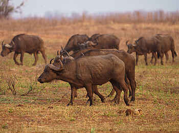 Fothergill Island Luxury Camp: Büffel