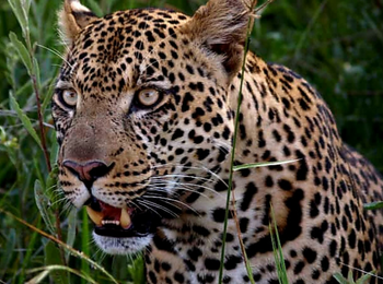 Khwai Expeditions Camp: Leopard Khwai Expeditions Camp: Leopard