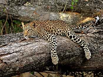 Little Mombo Camp: Leopard Little Mombo Camp: Leopard