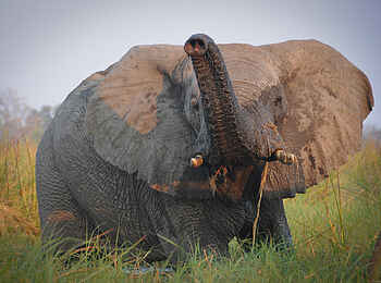 Macatoo Camp: Elefant im Gras