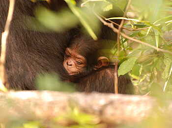 Mbali Mbali Gombe Lodge: Bei der Mutter