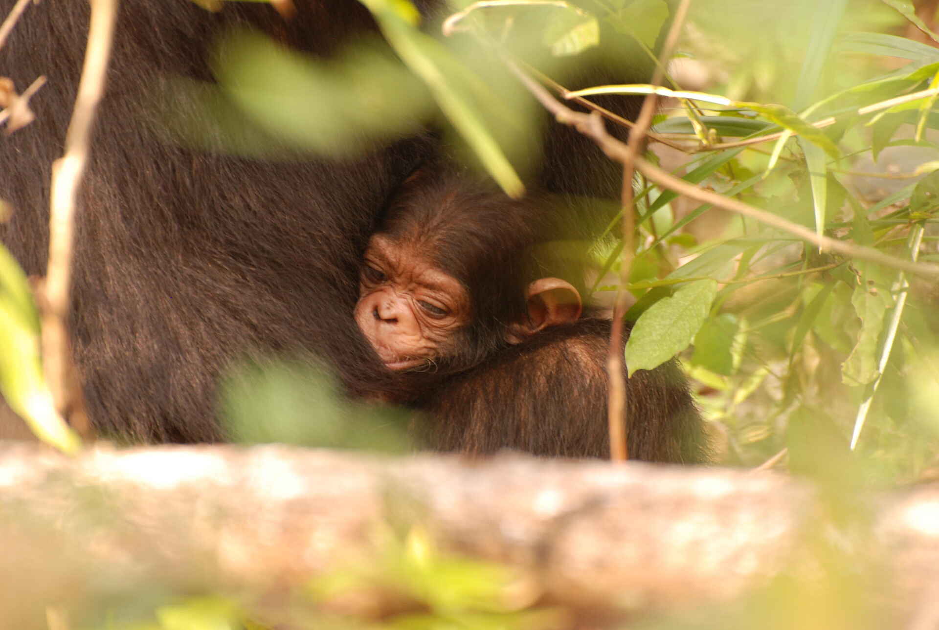 Mbali Mbali Gombe Lodge: Bei der Mutter