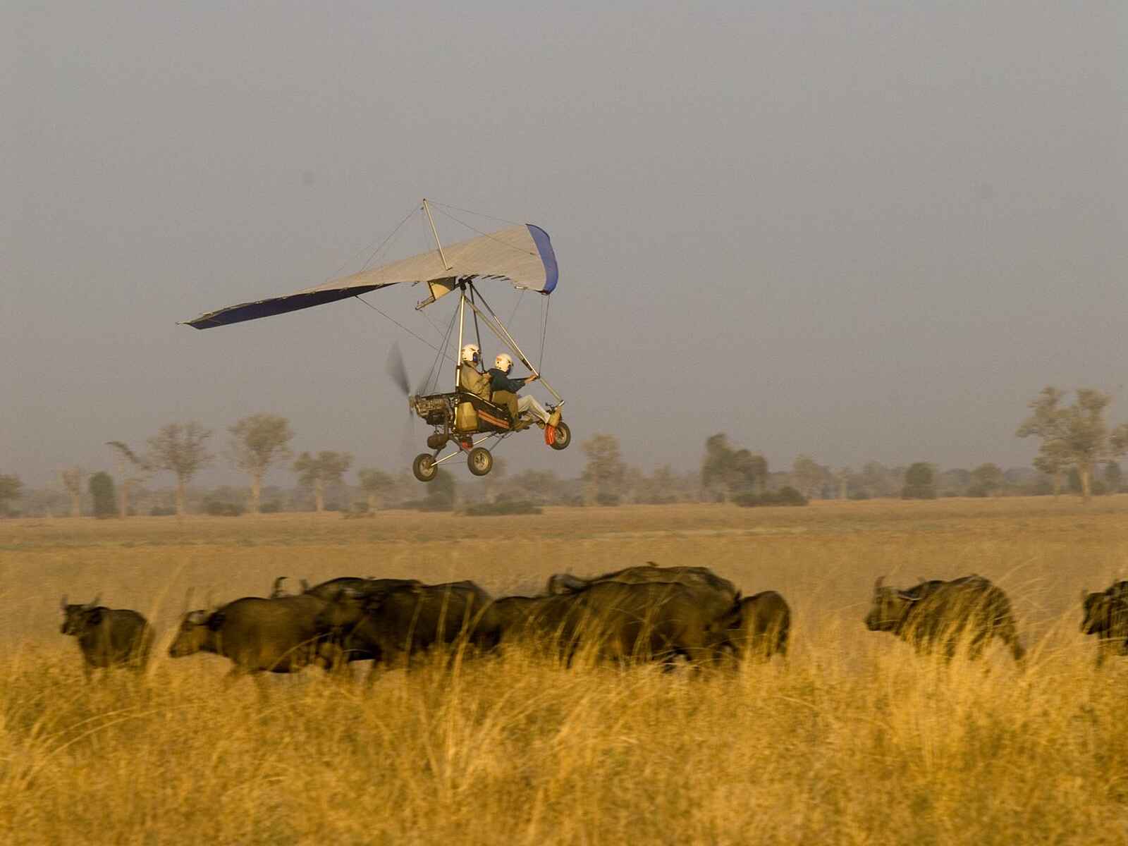 Microlight-Flug im Tafika Camp: Über einer Büffelherde Microlight-Flug im Tafika Camp: Über einer Büffelherde