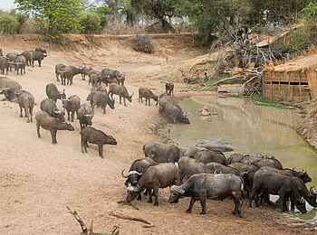 Mwamba Bush Camp: Büffel Mwamba Bush Camp: Büffel