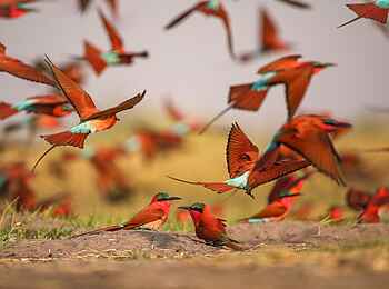Nxamaseri Island Lodge: Ein Schwarm Karminspinte Nxamaseri Island Lodge: Ein Schwarm Karminspinte