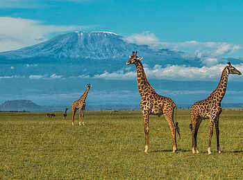 Ol Donyo Lodge: Giraffen vor dem Kilimanjaro Ol Donyo Lodge: Giraffen vor dem Kilimanjaro