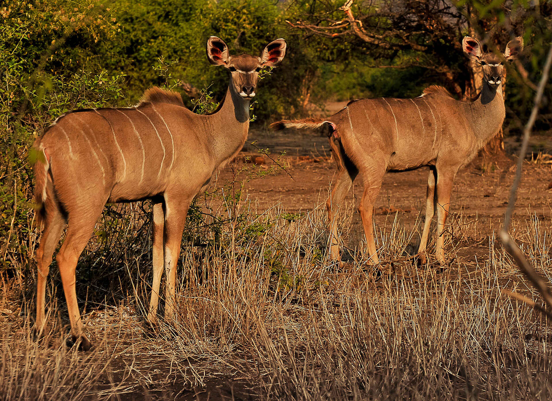 Old Drift Lodge: Zwei Kudus