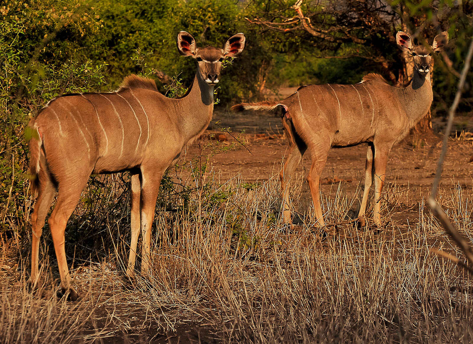 Old Drift Lodge: Zwei Kudus Old Drift Lodge: Zwei Kudus