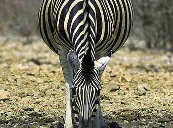 Ongava Lodge: Zebra am Wasserloch Ongava Lodge: Zebra am Wasserloch