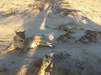 Rooiputs Lodge: Löwenfamilie