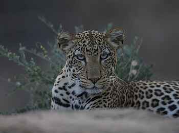 Sarara Camp: Sarara-Leopard Sarara Camp: Sarara-Leopard