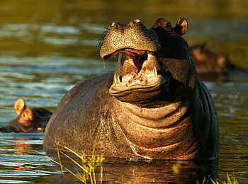 Selinda Explorers Camp: Nilpferd