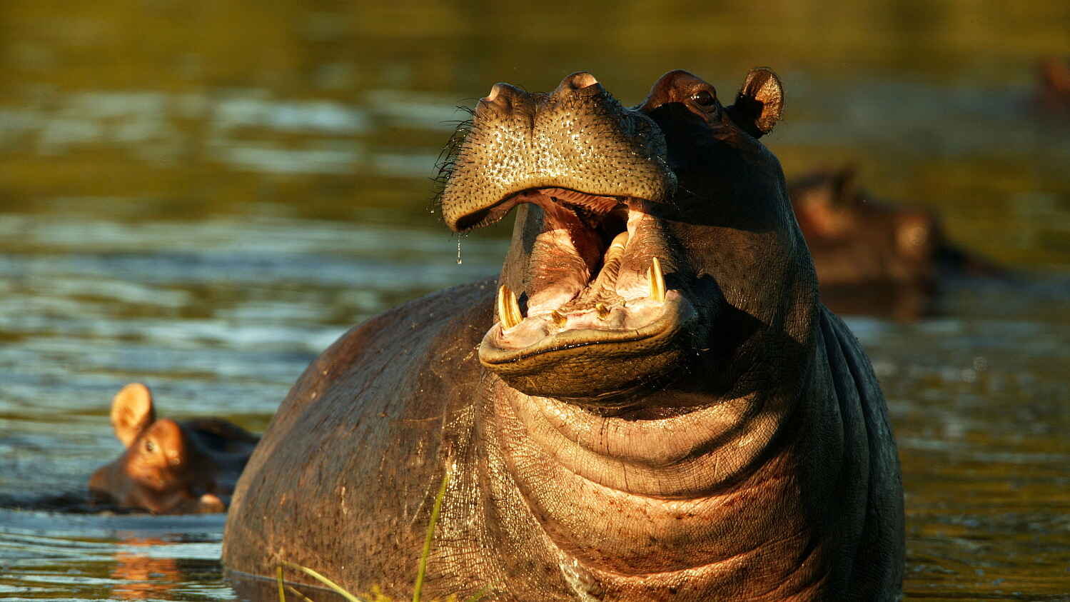 Selinda Explorers Camp: Nilpferd