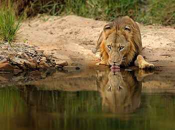 Singita Boulders Lodge: Löwe beim trinken