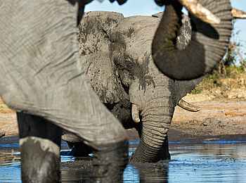 Skybeds: Elefanten im Wasserloch Skybeds: Elefanten im Wasserloch