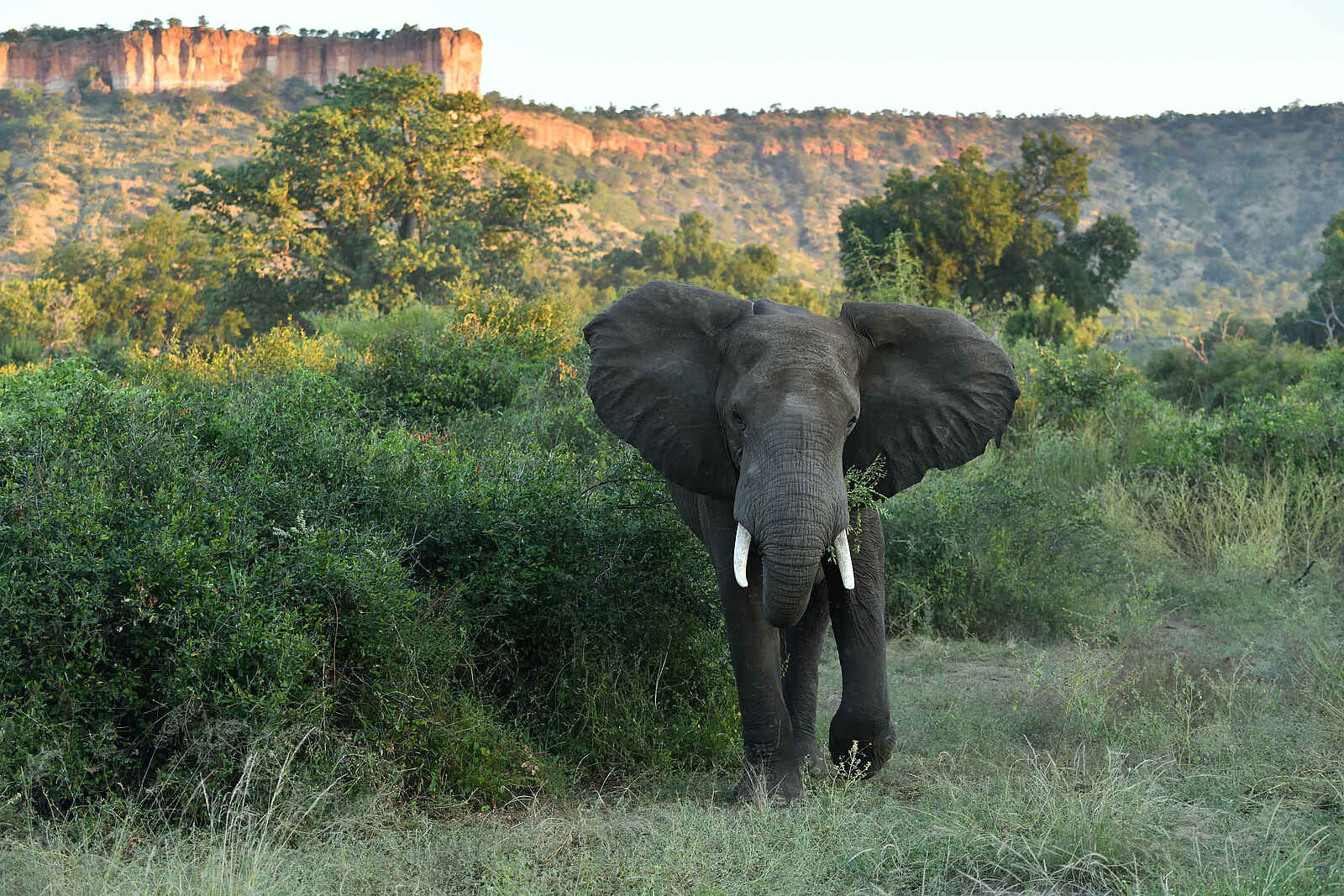 Chilo Ivory Trail Adventure: Elefantenbulle an den Chilojo Cliffs Chilo Ivory Trail Adventure: Elefantenbulle an den Chilojo Cliffs