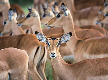 King's Pool Camp: Eine Herde Antilopen