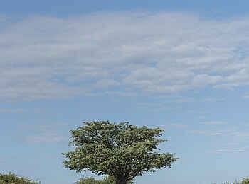 Leopard Plains: Baobab Leopard Plains: Baobab