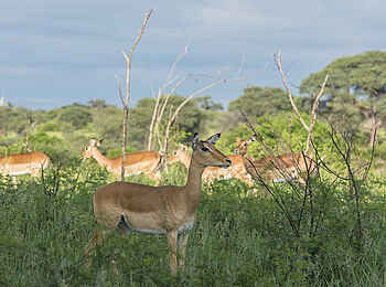 Leopard Plains: Impalas Leopard Plains: Impalas