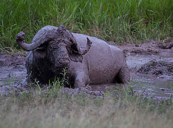 Londolozi Varty Camp: Büffel beim Schlammbad