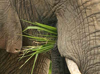 Makweti Safari Lodge: Elefantenkost