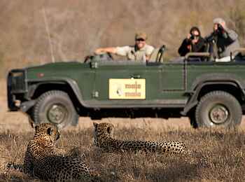 MalaMala Rattrays Camp: Beobachtung von Leoparden MalaMala Rattrays Camp: Beobachtung von Leoparden